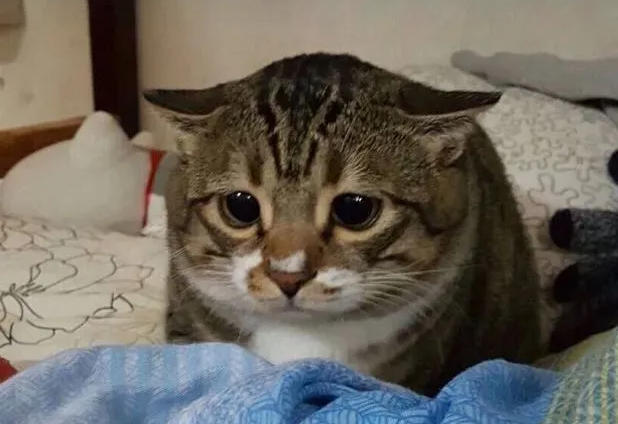 猫咪不爱喝水怎么办？14 个骗猫喝水小技巧